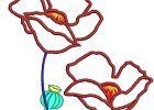 Poppies
