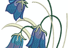 beautifulbluebells 010