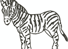 Zebra4