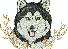 malamuteshuskies 006