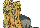 yorkie1