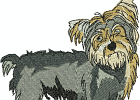 yorkie10