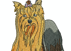 yorkie2